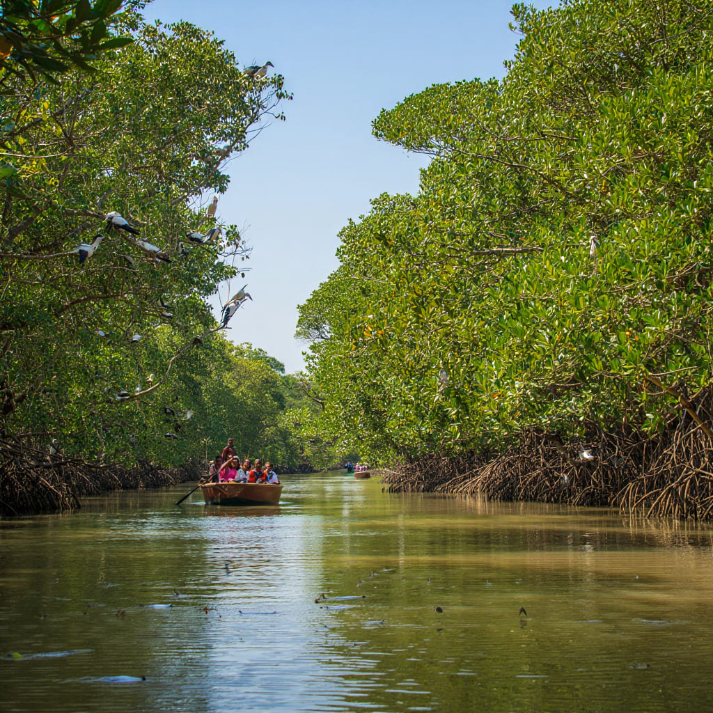 Goa Backwaters
